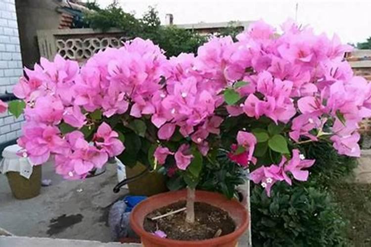 三角梅快开花了应该施什么肥