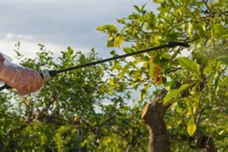 常见的园林栽培措施防治有哪些