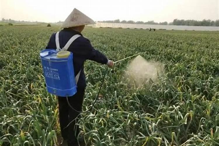 大蒜施肥最佳时间 大蒜什么时候施肥