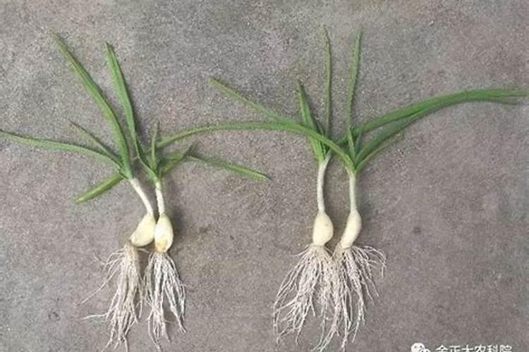 种植西瓜用什么肥料