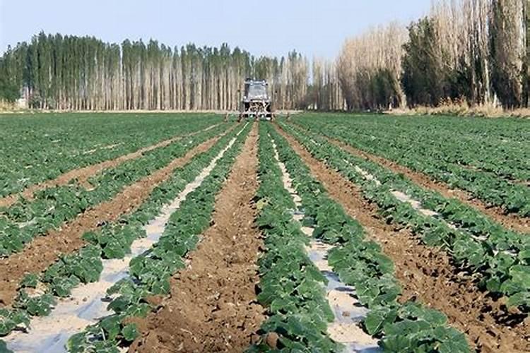 籽西葫芦啥时候浇头水？