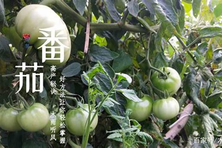 硼肥正确使用方法