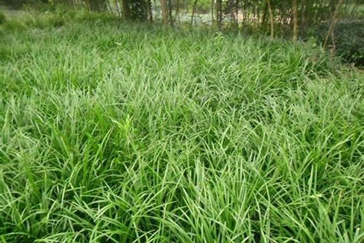 冬季果树施肥的正确方法