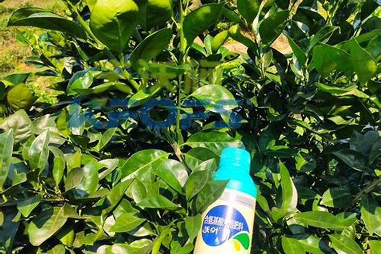 柑橘水溶肥的使用方法？柑橘用什么肥料长得快