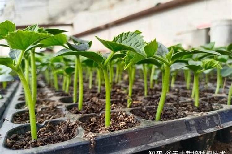 凝脂莲徒长的原因及解决办法