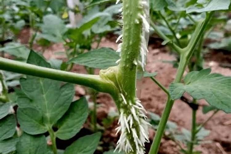 西红柿苗期用什么生根剂好