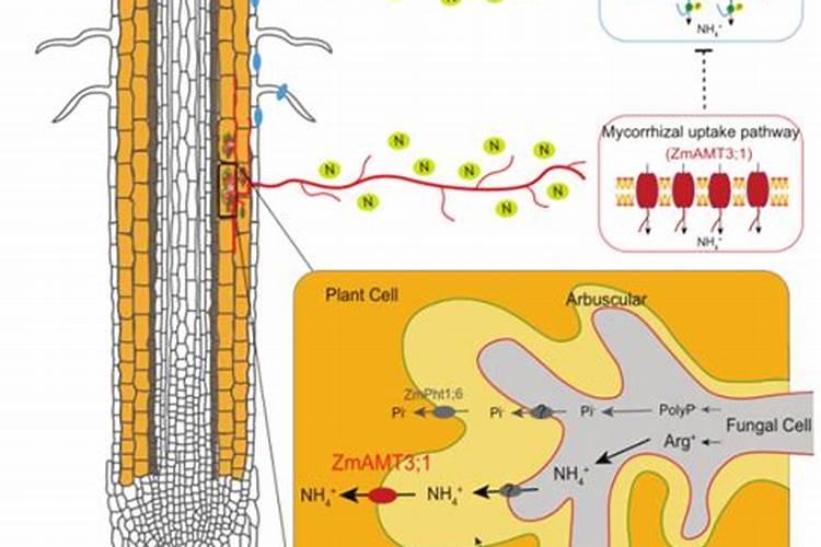 玉米根施肥方法及时间 关于玉米根施肥方法及时间