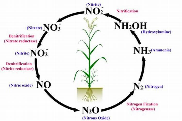 玉米正确的施肥方法有哪些
