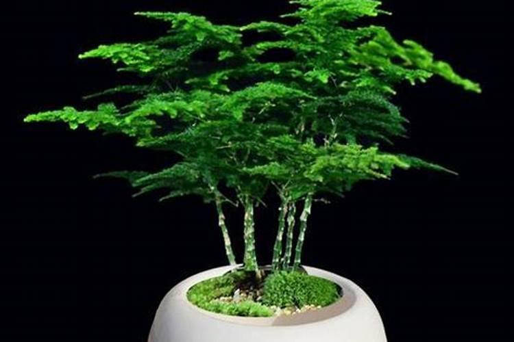 唐山云竹怎样养长得好 方法是什么