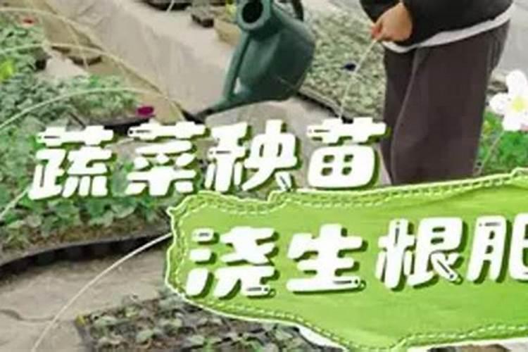 小柿子叶子怎么了？