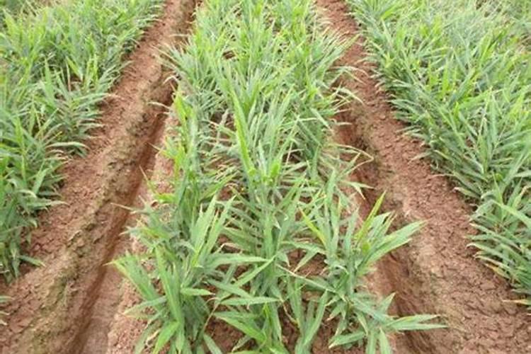 生姜种植方法、应该纠正灌溉意识、提倡氮磷钾平衡施肥