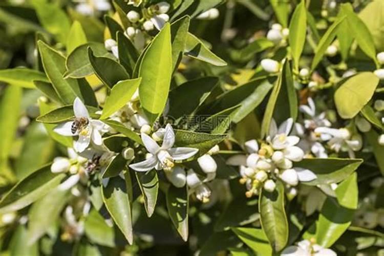 柑橘进入花蕾期,对水肥的使用都有哪些要求？