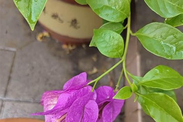 三角梅如何催花,正确的施肥方法