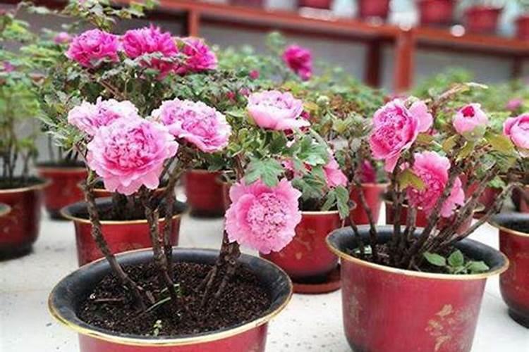 哪些花能用饼肥