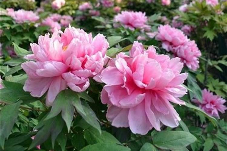 什么花可以用复合肥