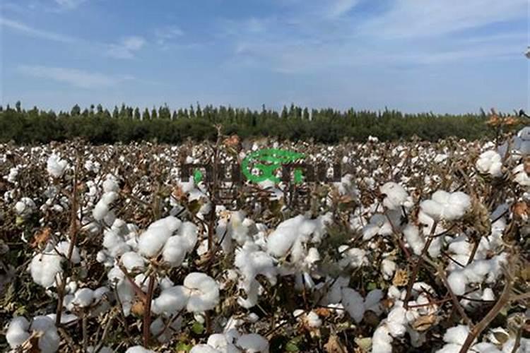 棉花用什么肥料效果好？