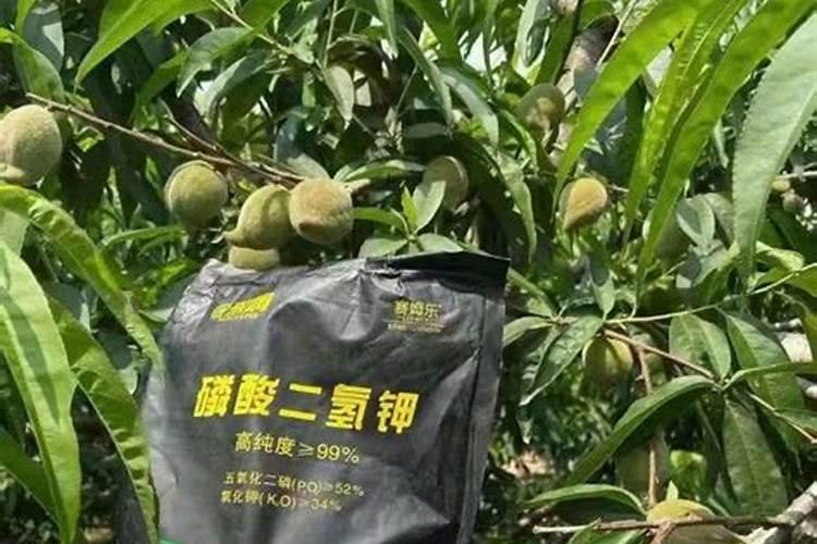 梨树用什么肥料最好