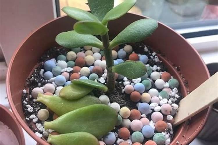 想让玉树长的好一些,可以添加哪些肥料？