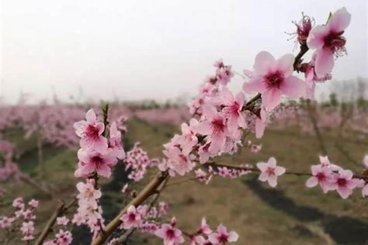 桃树施肥最佳时间