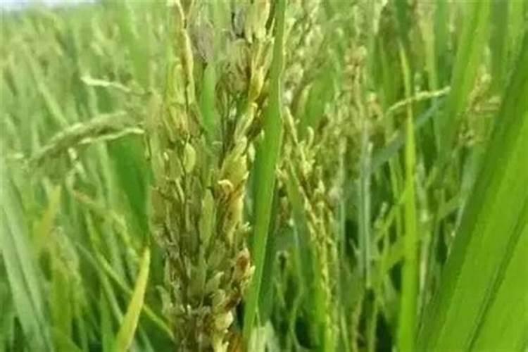 怎样确定水稻氮、磷、钾化肥适宜用量？