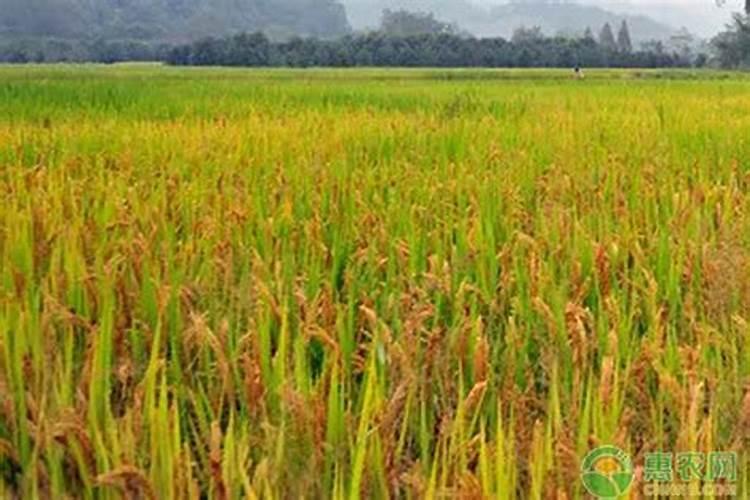 施肥对大气的污染