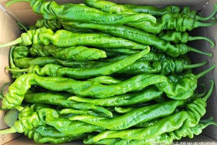 高产螺丝椒的种植方法有哪些(螺丝椒高产栽培技术要点)