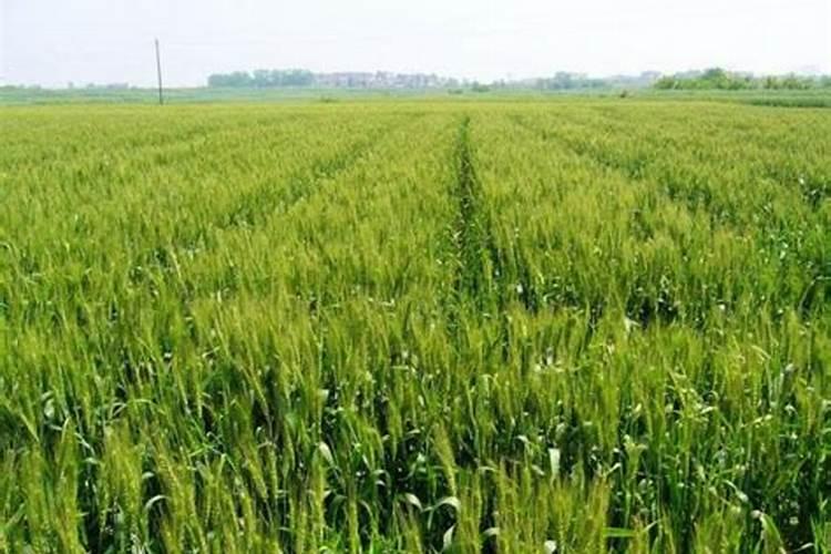 小麦肥最佳配方有哪些