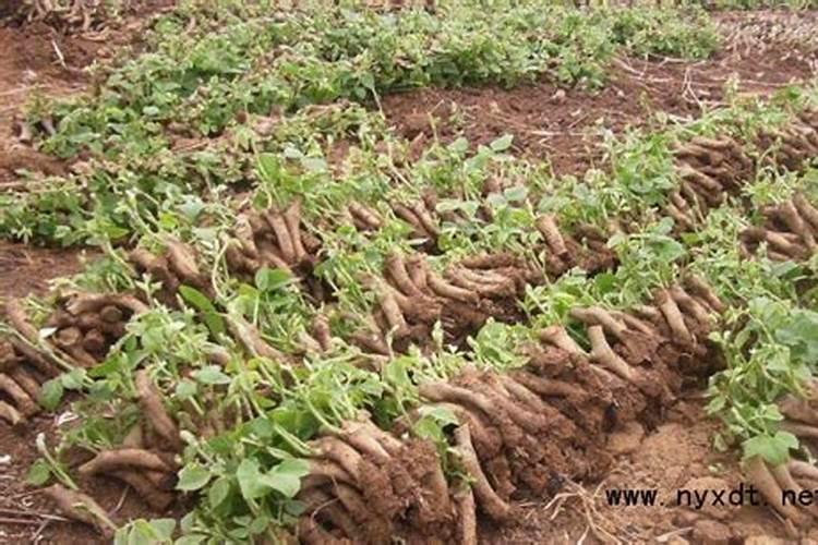 葛根种植方法很多,有多少种葛根种植方法？