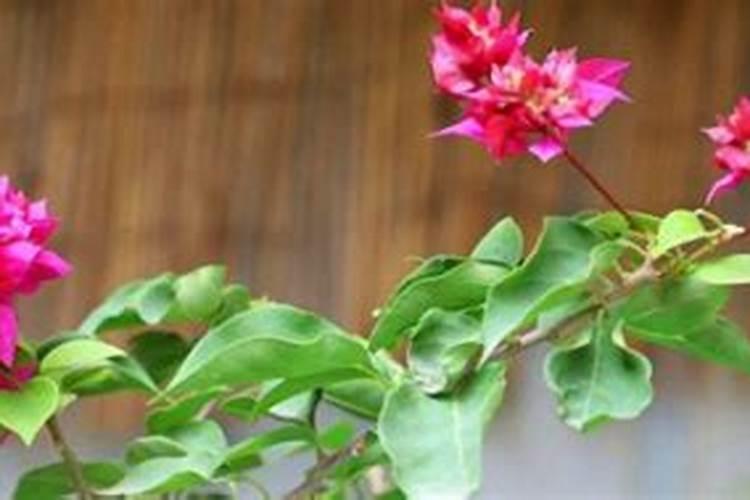 三角梅如何催花,,正确的施肥方法