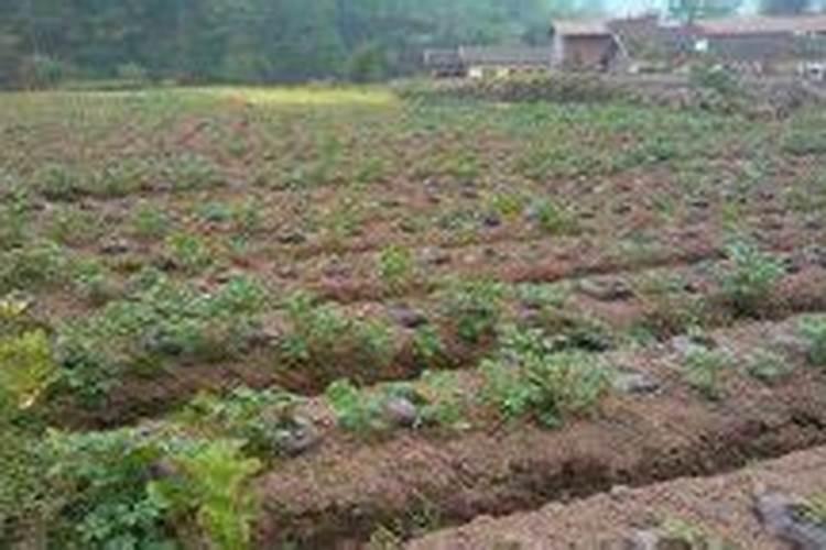 种葛根怎么施肥