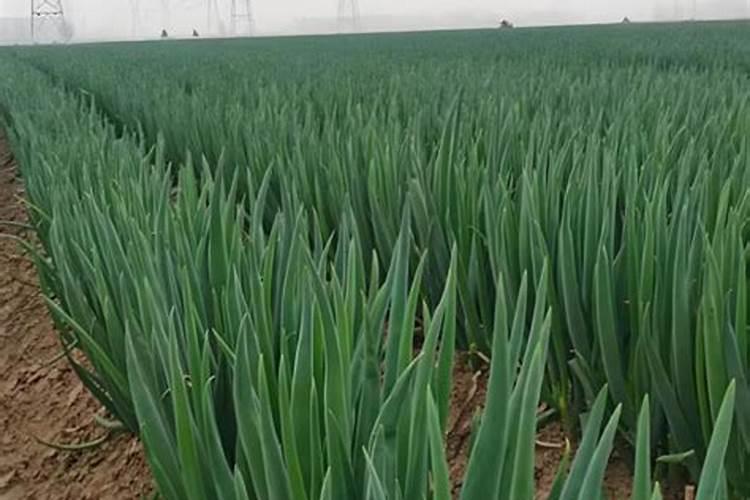 大葱立秋后怎么进行肥水管理