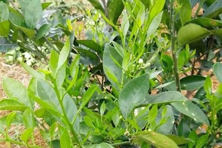 颗立硼在柑橘果树怎样使用