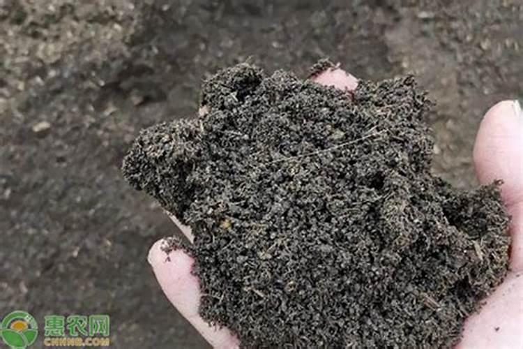 芒果挂果期喷什么叶面肥结果多？芒果座果期哪些肥料可以用作基肥？