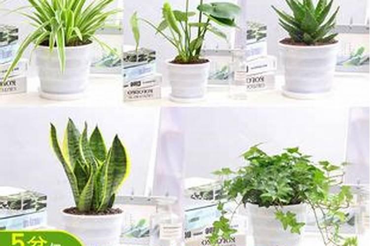 绿萝吊兰浇灌什么肥水叶片油绿光亮