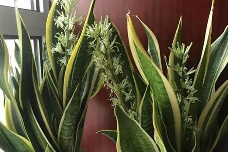 酱油可以浇哪些植物