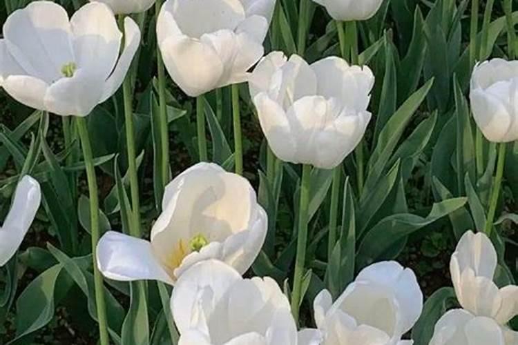 郁金香花怎么养护