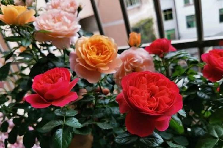 月季僵苗了怎么办 花娘教你六大招打破僵苗