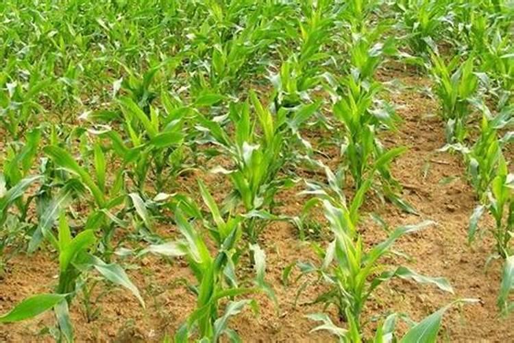 三年玉米地,能种大豆吗