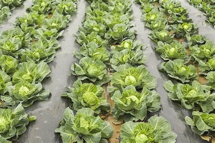 莲花白不包心怎么办(用什么办法能让白菜快速包心)