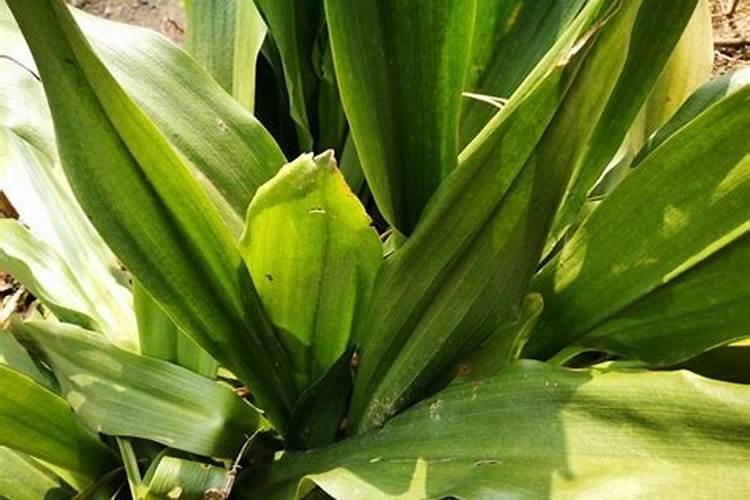 万年青的施肥方法