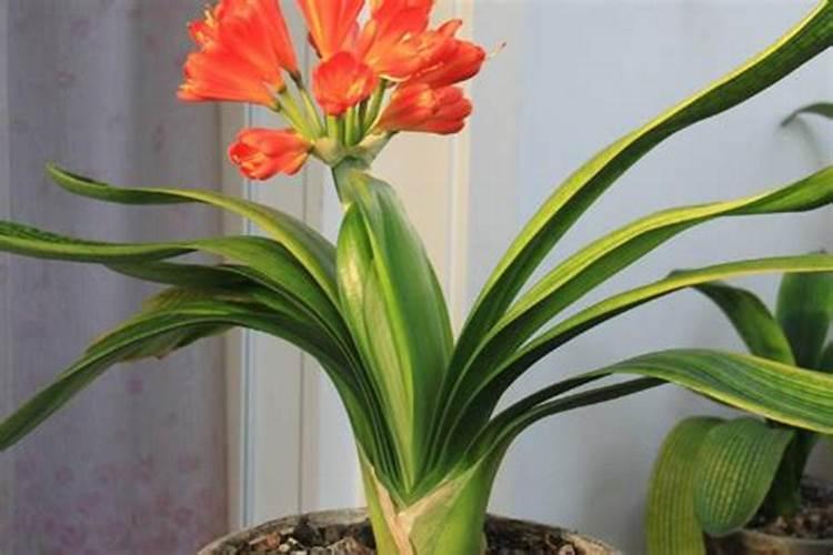 怎样给君子兰施肥,过度施肥会造成植株烂根或焦枯