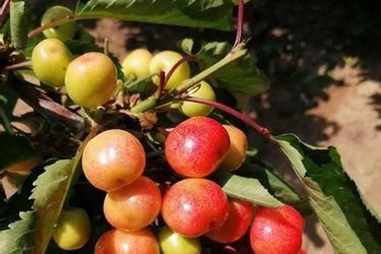 樱桃结果期冲施什么肥料好？樱桃膨果期用哪种水溶肥效果好？