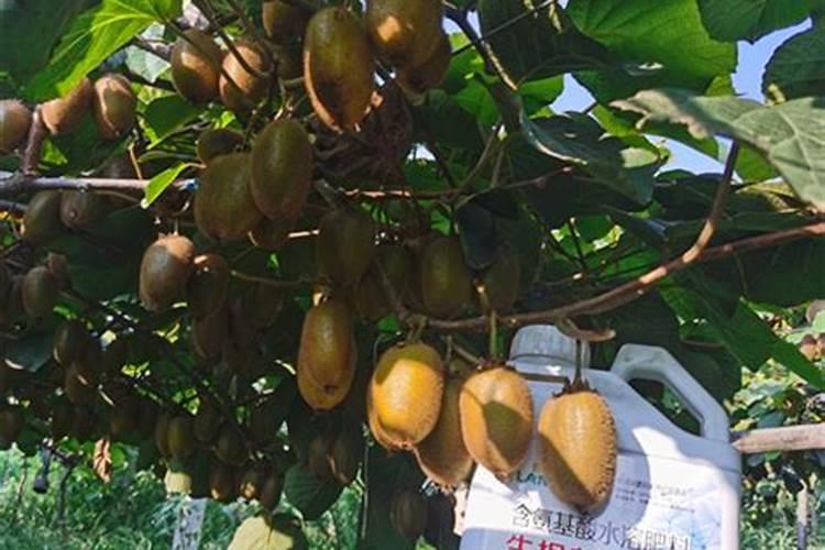 磷酸二氢钾用在猕猴桃上浓度多少