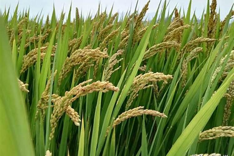 磷肥用于什么农作物,附使用方法