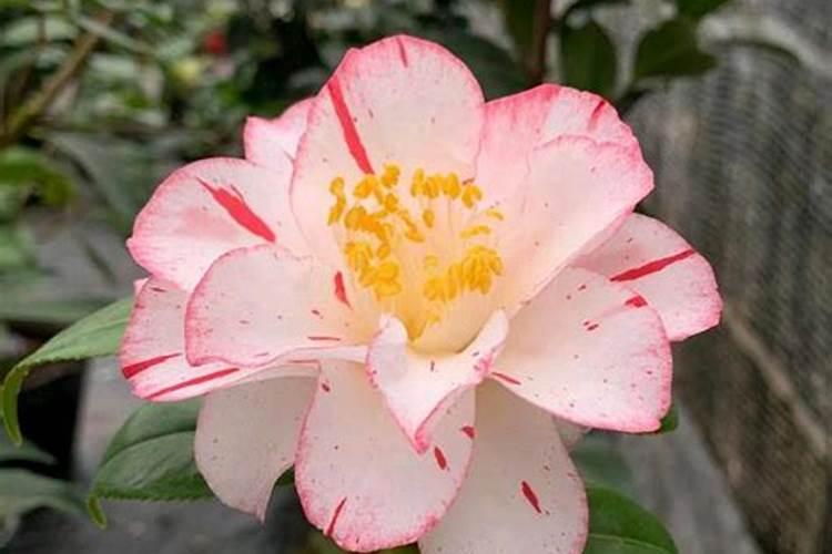 茶花为什么不开花 14