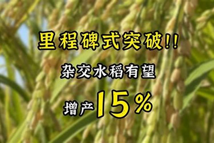 晶两优1377做晚稻高产栽培技术