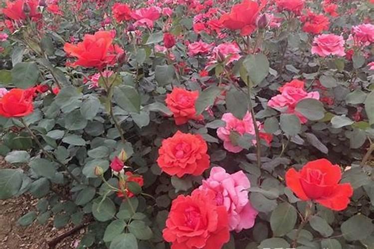 春季如何给月季施肥芽多叶多花苞更多