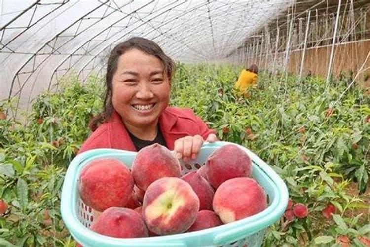 桃灰霉病症状如何？