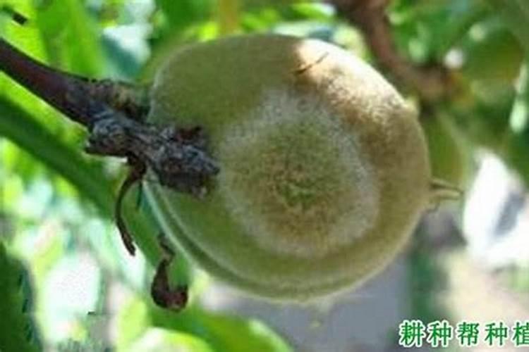 桃灰霉病有何为害症状,其发病原因是什么？