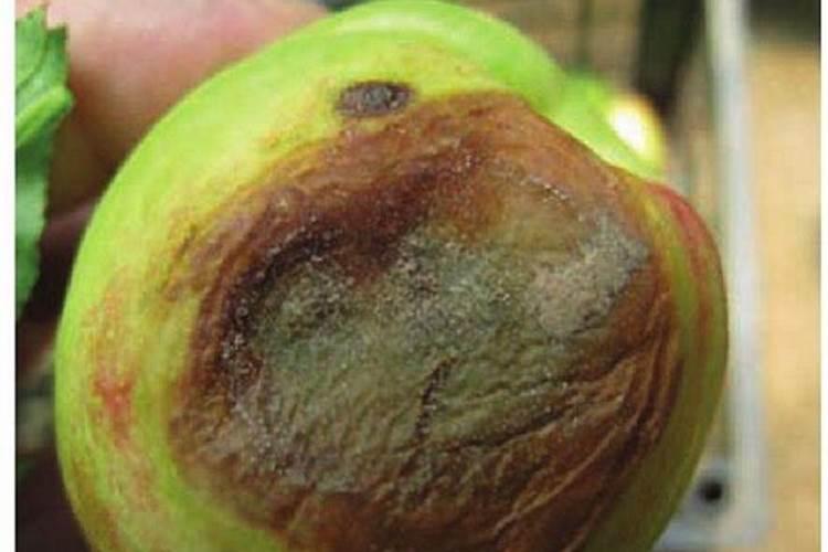 桃树灰霉病防治方法